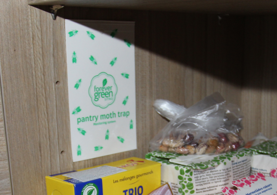 pantry_moth_4